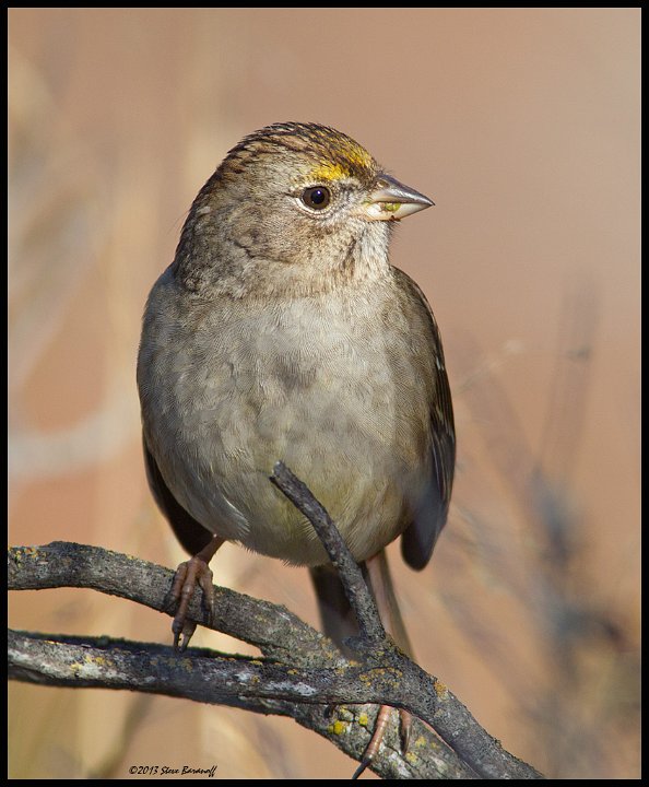 _3SB4440 golden-crowned sparrow.jpg